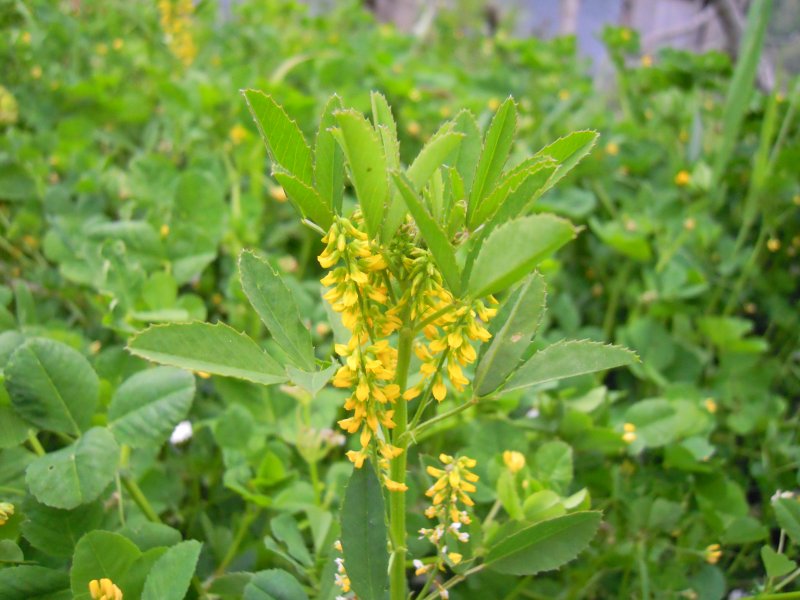 Melilotus sp.